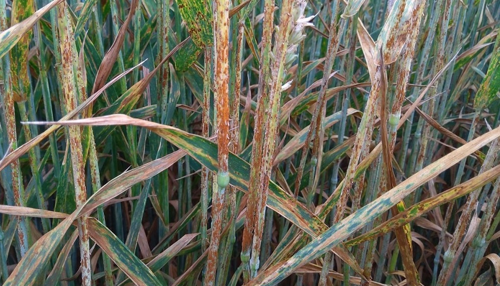 Stem rust symptoms (stems) in untreated winter wheat plots